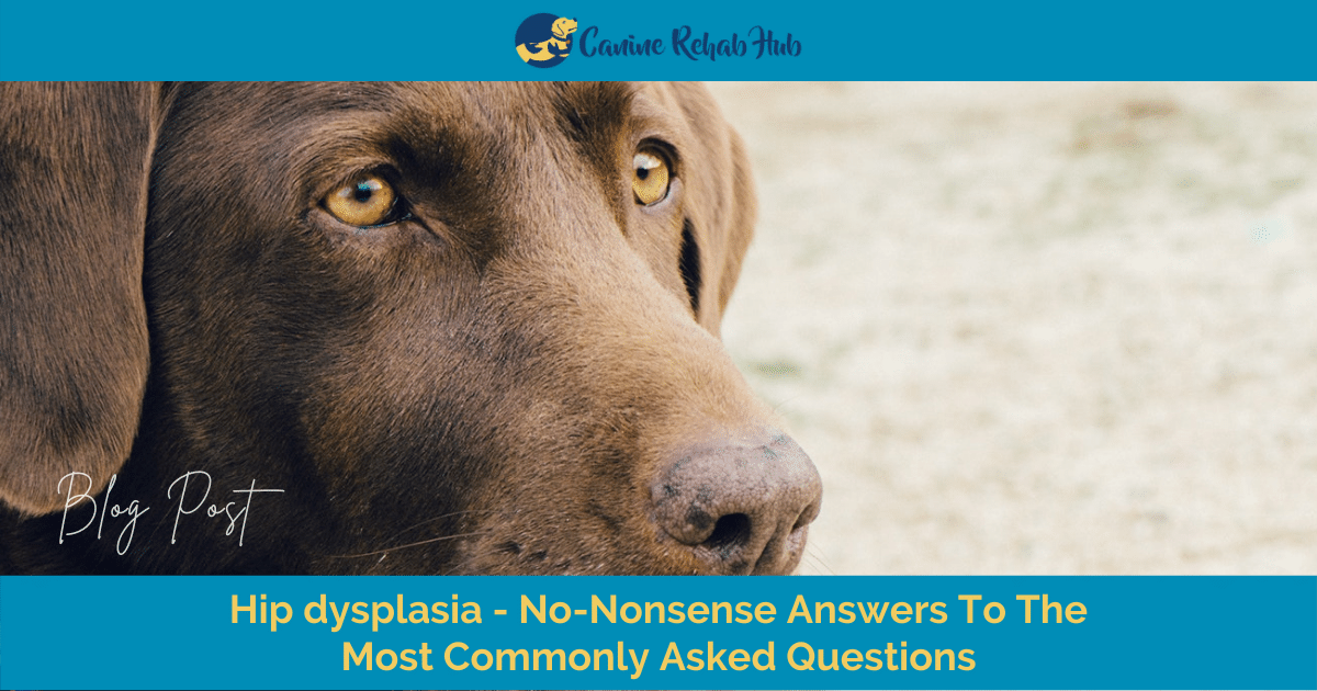 how do i know if my puppy has hip dysplasia